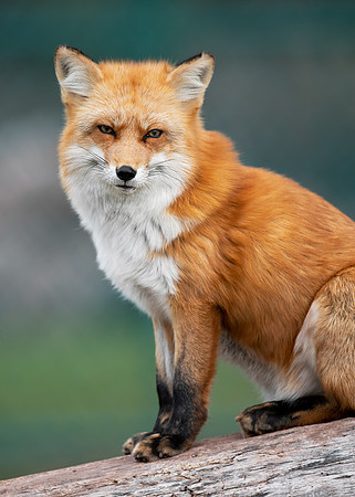 Red Fox