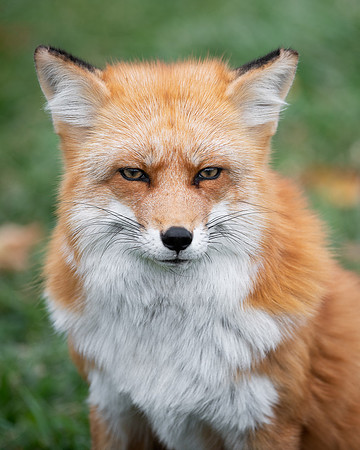 Red Fox