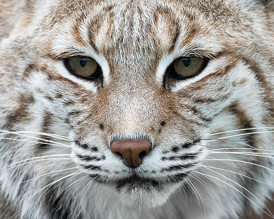 Bobcat