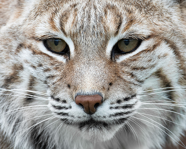 Bobcat