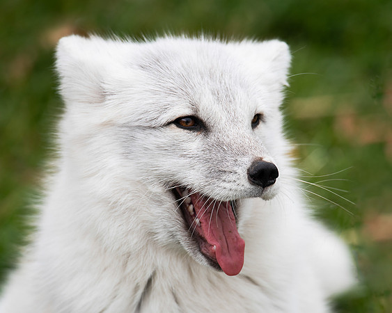 Arctic fox