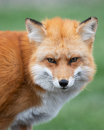 Red Fox