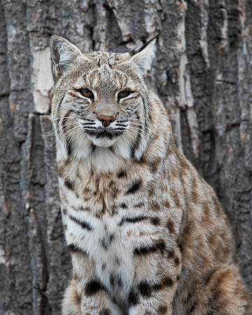 Bobcat