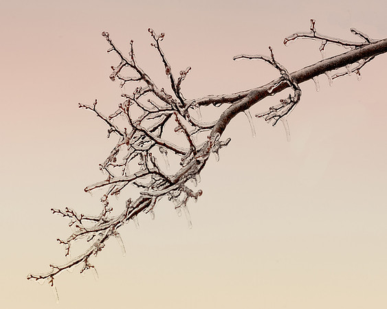 Crystal branch