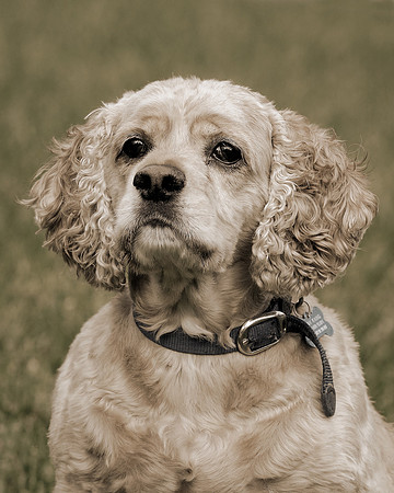 Buddy (sepia version)