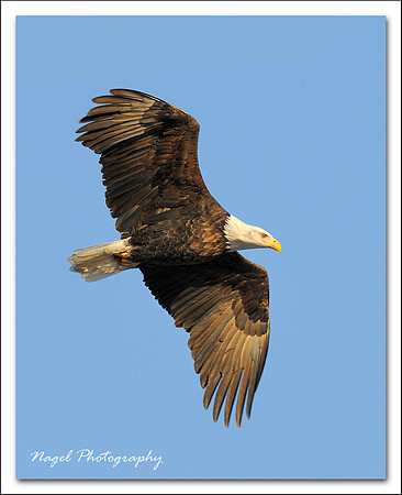Eagle in flight