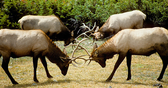 Locking horns (or antlers)