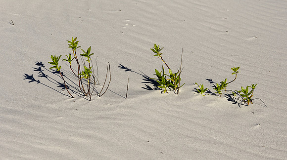 Beach vegetation
