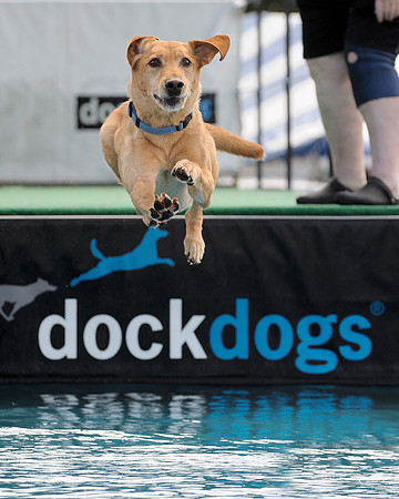 Dock dog