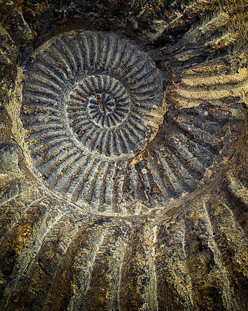 Spiral Shell