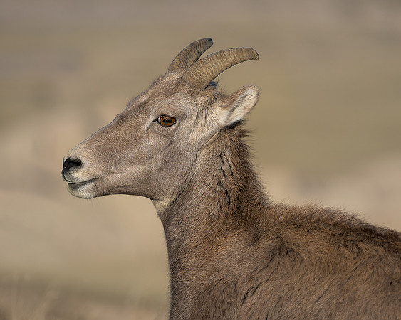Bighorn sheep