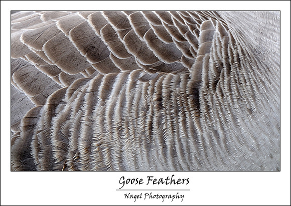 Goose feathers