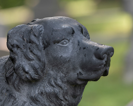 The Iron Dog