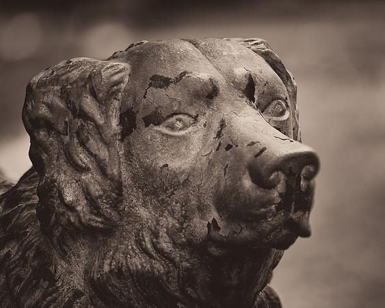 The Iron Dog