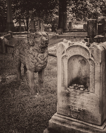 The Iron Dog