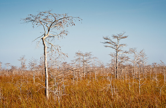 Dwarfed cypress forest