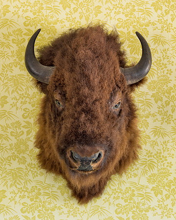 Bison head