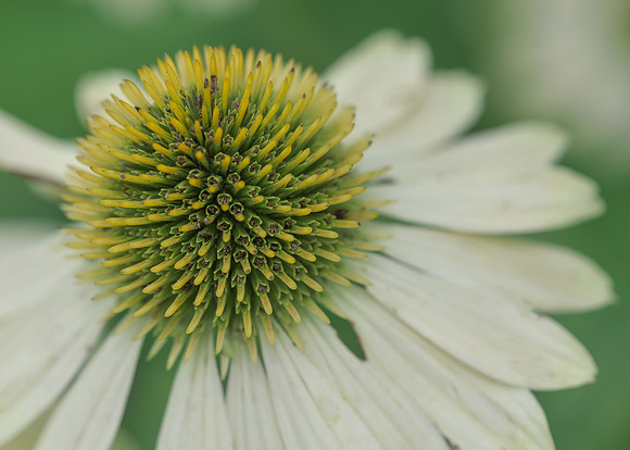Coneflower