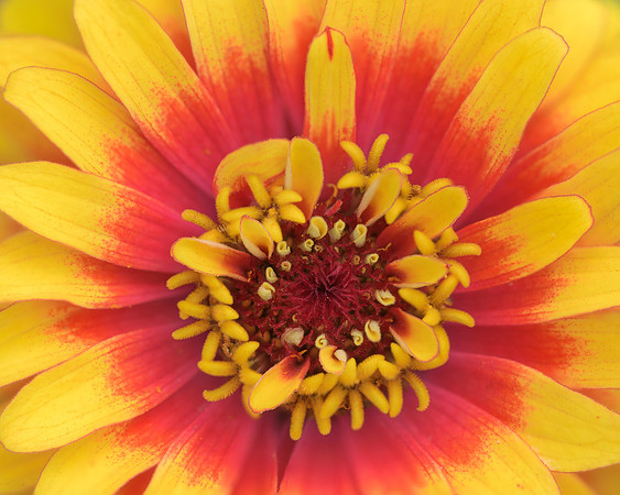 Dahlia