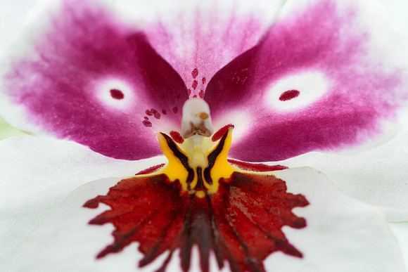 Orchid