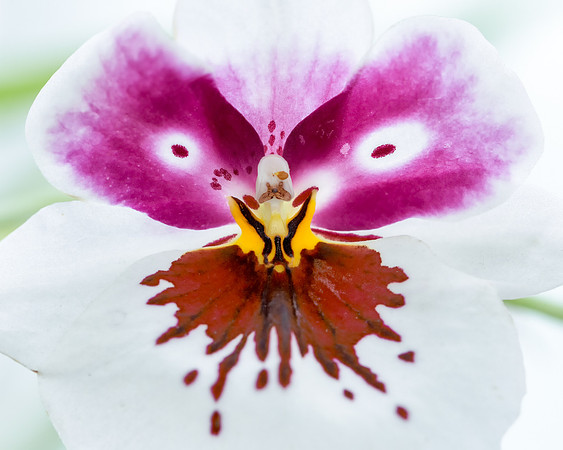 Orchid