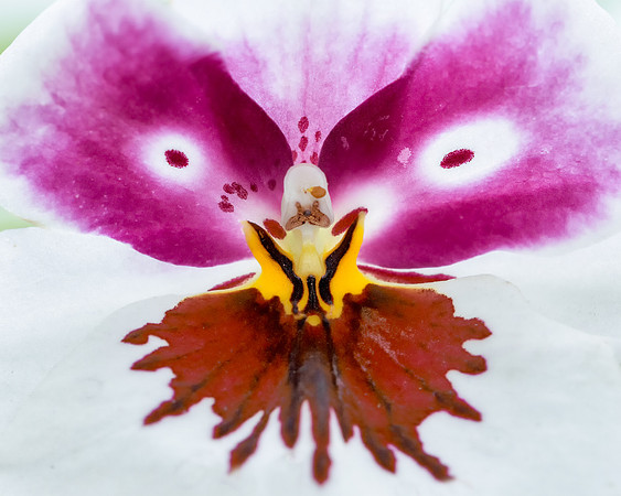 Orchid