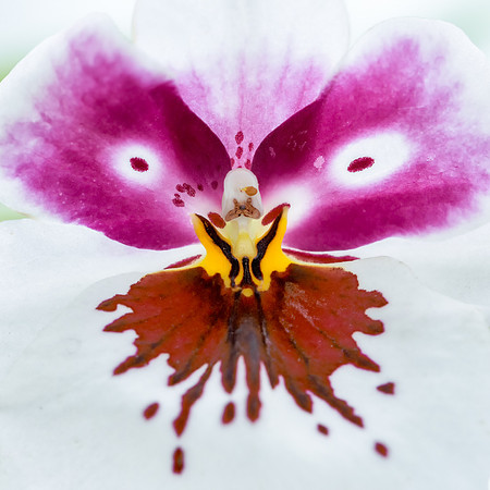 Orchid