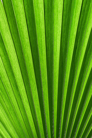 Fern leaf