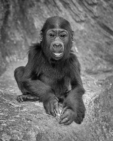 Baby gorilla
