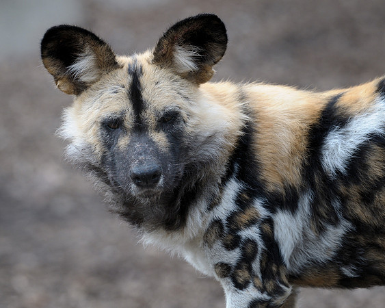 African wild dog