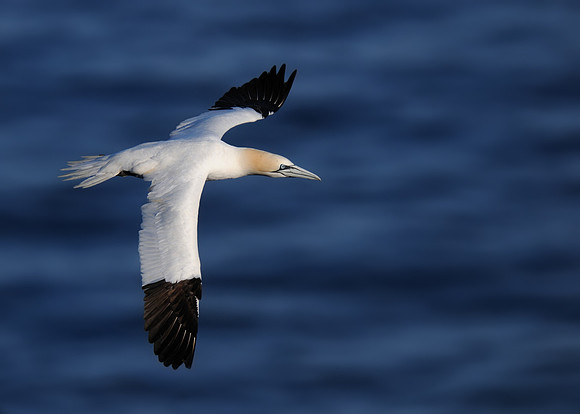 Northern gannet