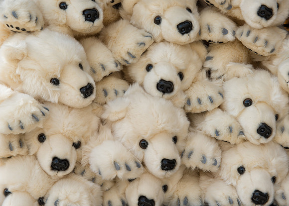 Pile of polar bears