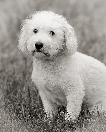 Max (B&W version)