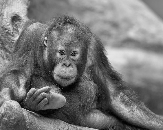 Orangutan