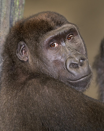 Gorilla