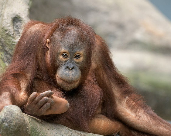 Orangutan