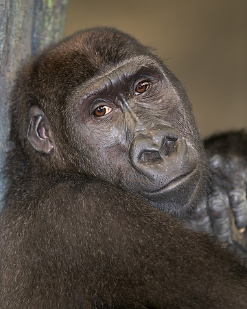 Gorilla
