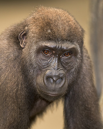Gorilla