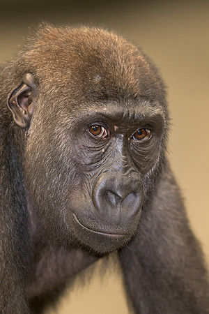 Gorilla