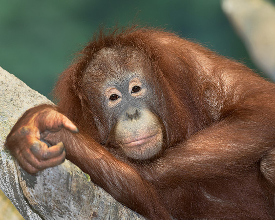 Orangutan