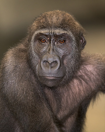 Gorilla