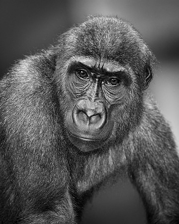 Gorilla