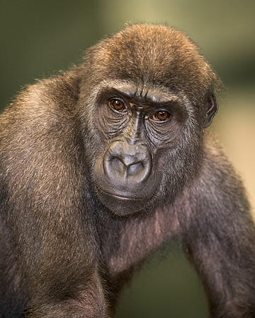 Gorilla