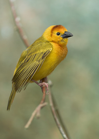 Golden Weaver