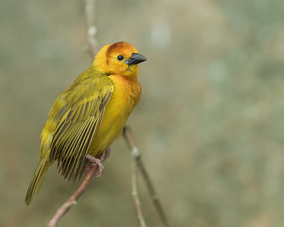 Golden Weaver