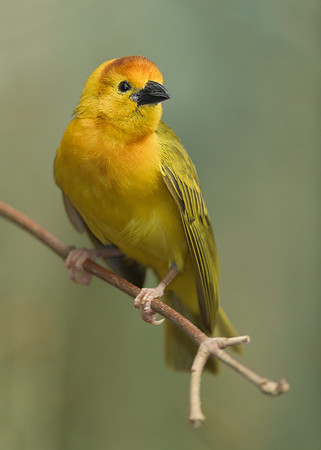 Golden Weaver