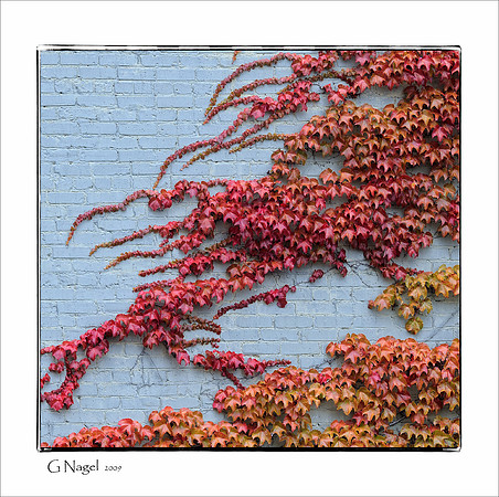 Autumn leaves on brick wall
