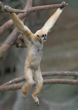 White-Cheeked Gibbon