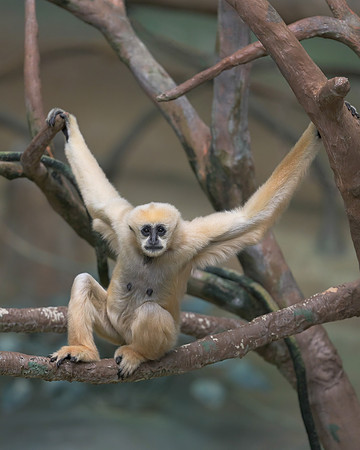 White-Cheeked Gibbon