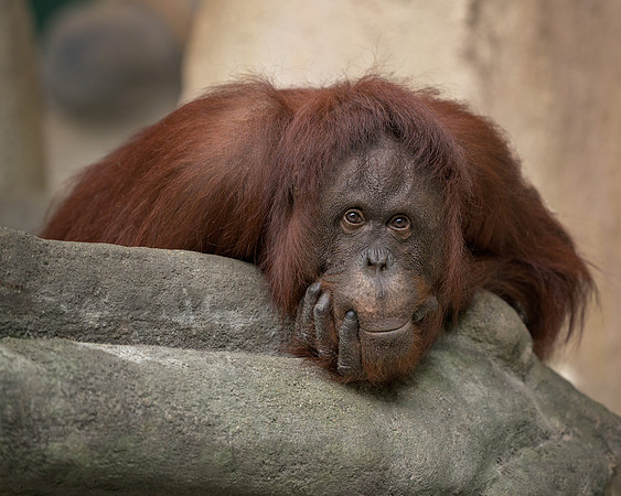 Orangutan